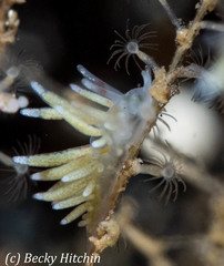 Rubramoena amoena