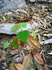 Homalanthus stillingiifolius