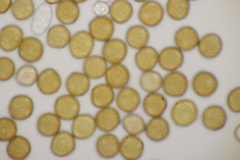 Uromyces trifolii-repentis fallens