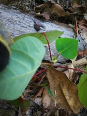 Homalanthus stillingiifolius