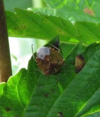 Cosmopepla intergressa