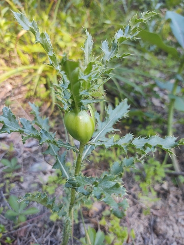 Thistle Stem Gall Fly photo 6