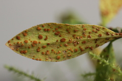 Uromyces polygoni-avicularis