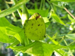 Eurema blanda