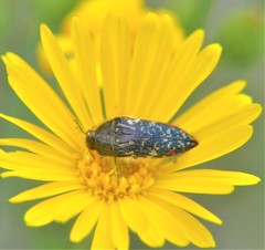 Acmaeodera mudgei