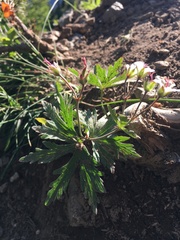 Geranium rivulare