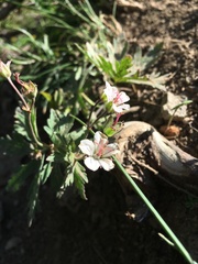Geranium rivulare