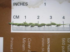 Leptochloa panicoides