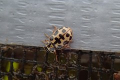 Anisosticta bitriangularis