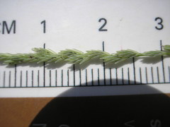 Leptochloa panicoides