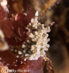 Aegires punctilucens