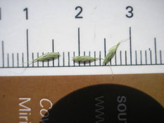 Leptochloa panicoides