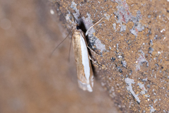 Crambus sperryellus
