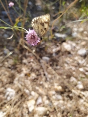 Melanargia