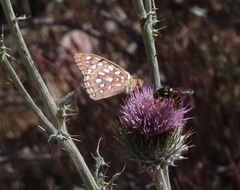 Speyeria coronis semiramis