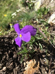 Viola calcarata