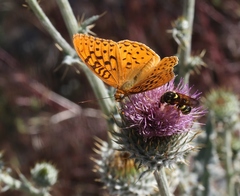 Speyeria coronis semiramis