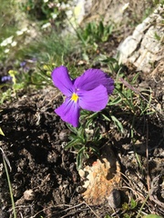Viola calcarata