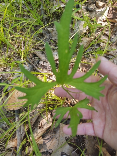 Image of Viola subsinuata by no rights reserved