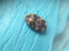 Trogoderma sternale aspericolle