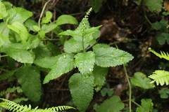 Teucrium scorodonia