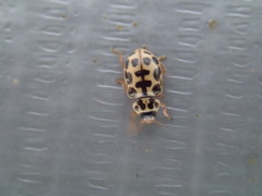 Anisosticta bitriangularis