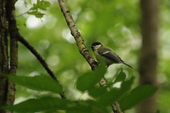 Parus major