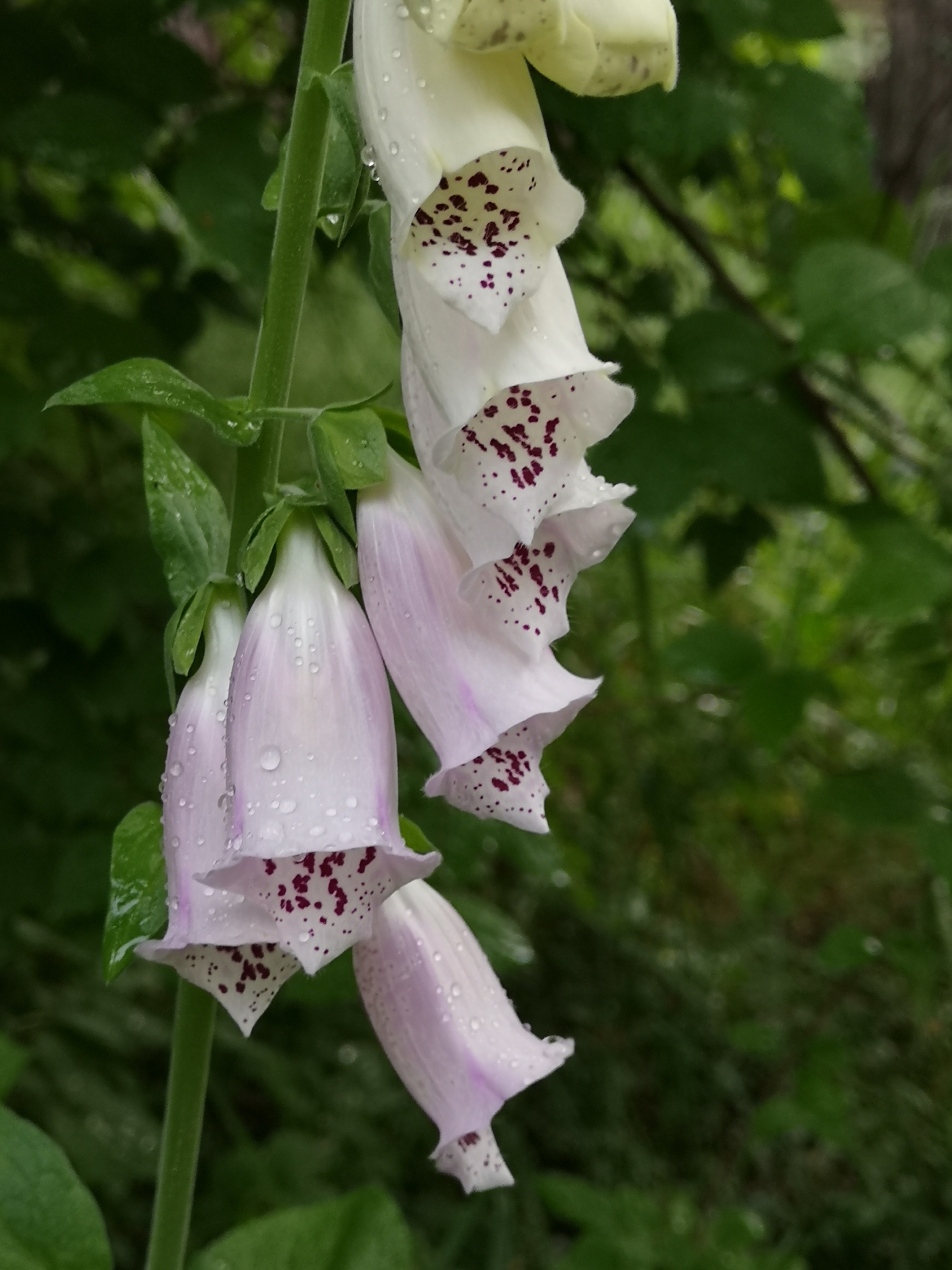 dedaleira (Digitalis purpurea) · BioDiversity4All, image size:1536x2048