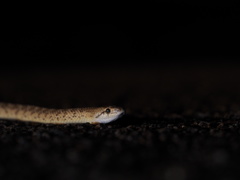 Arizona elegans eburnata
