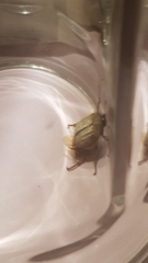 Amphimallon