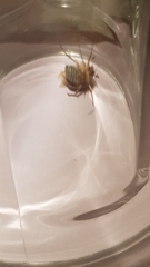 Amphimallon