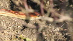 Pituophis vertebralis