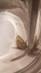 Amphimallon