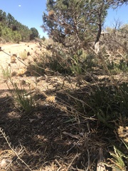 Penstemon pinorum