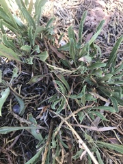 Penstemon pinorum