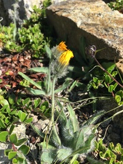 Hieracium villosum