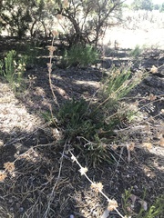 Penstemon pinorum