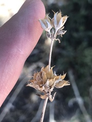 Penstemon pinorum