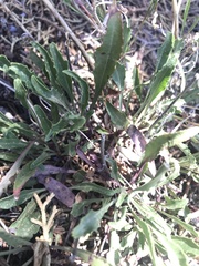 Penstemon pinorum