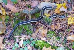 Thamnophis sirtalis