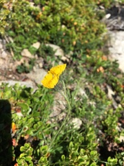 Pilosella glacialis