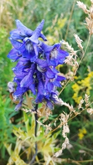 Delphinium elatum