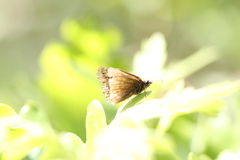Callophrys augustinus