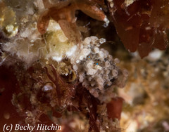 Aegires punctilucens