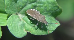 Catorhintha apicalis