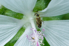 Plagiognathus obscurus