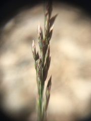 Poa glauca