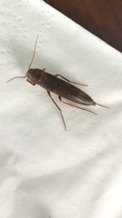 Serropalpus barbatus