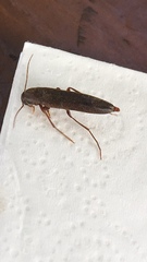 Serropalpus barbatus