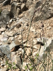 Poa glauca